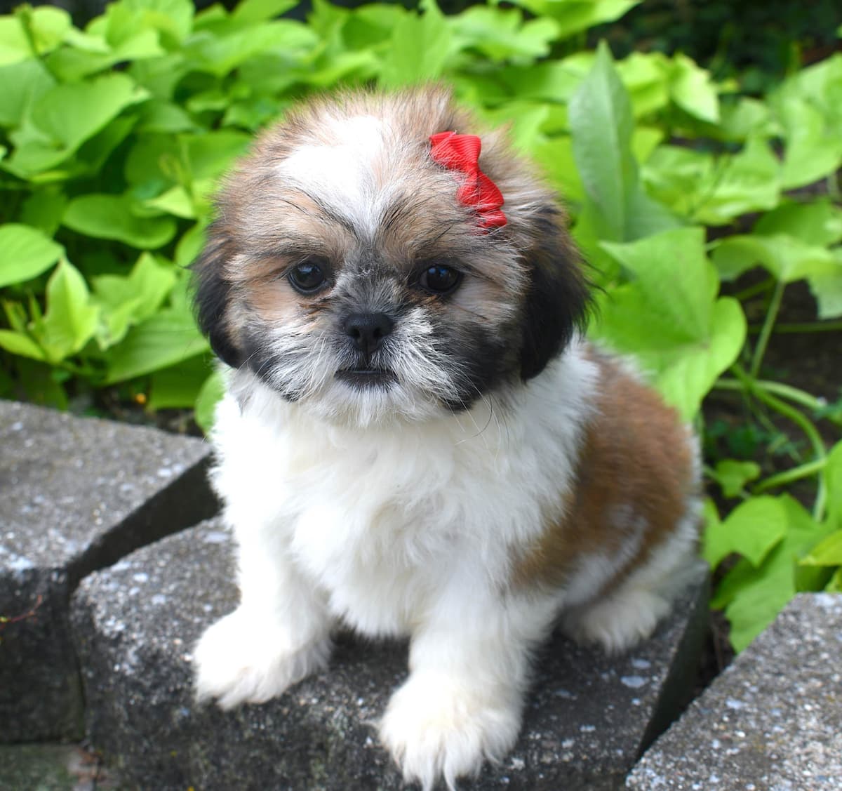 Cocker Spaniel Puppies breeder image 17