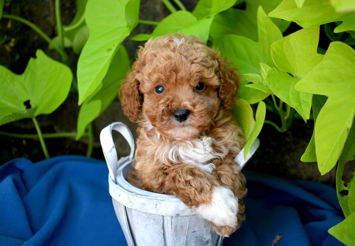 Cocker Spaniel Puppies breeder image 20
