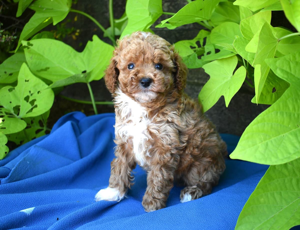 Cocker Spaniel Puppies breeder image 21