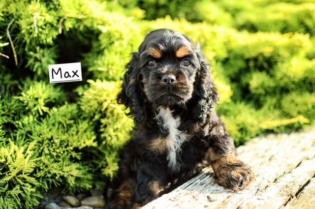 Cocker Spaniel Puppies media 2