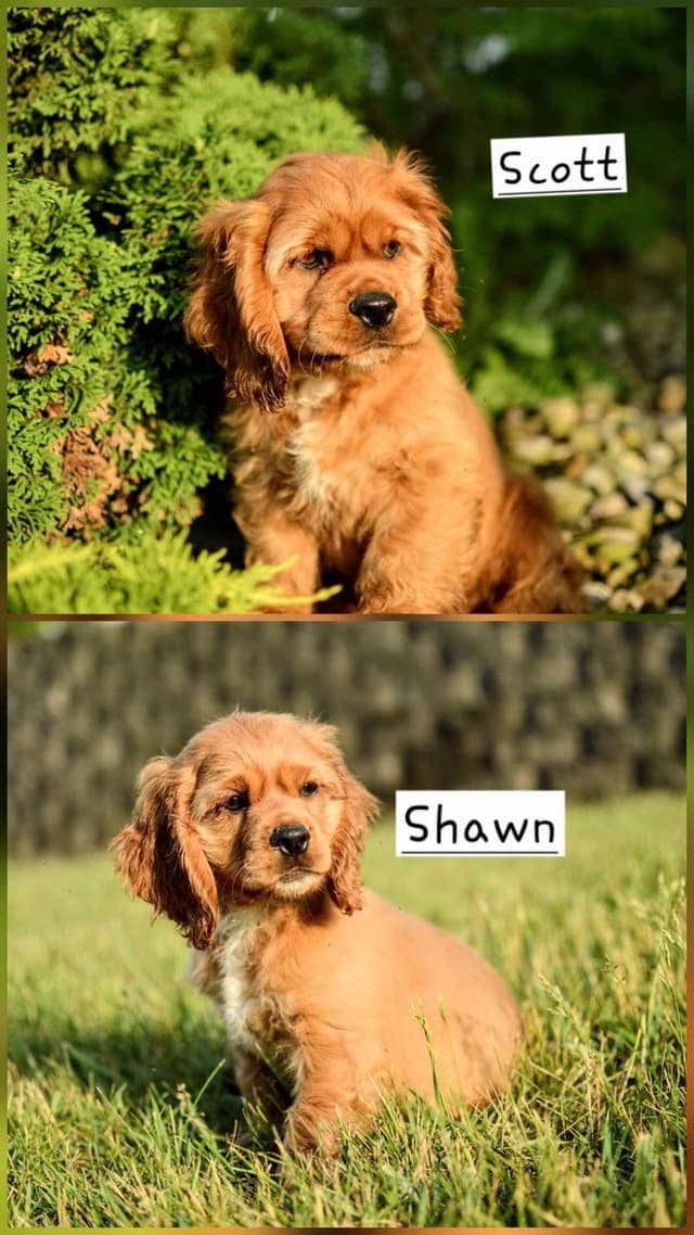 Cocker Spaniel Puppies media 2