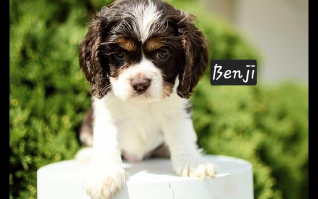 Cocker Spaniel Puppies media 2