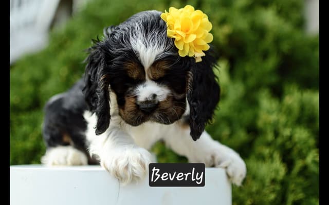 Cocker Spaniel Puppies media 3