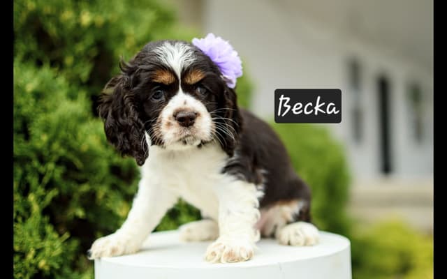 Cocker Spaniel Puppies media 4