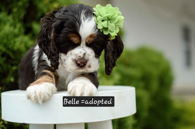 Cocker Spaniel Puppies media 5