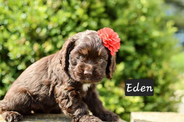 Cocker Spaniel Puppies media 2
