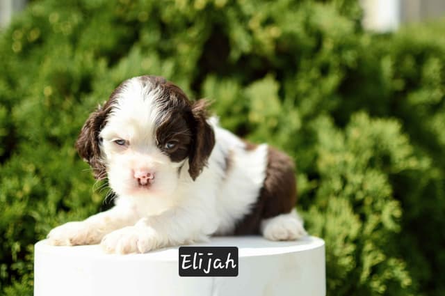 Cocker Spaniel Puppies media 3