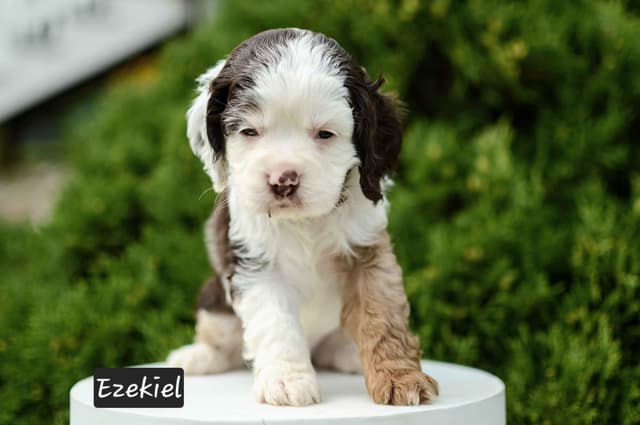 Cocker Spaniel Puppies media 4