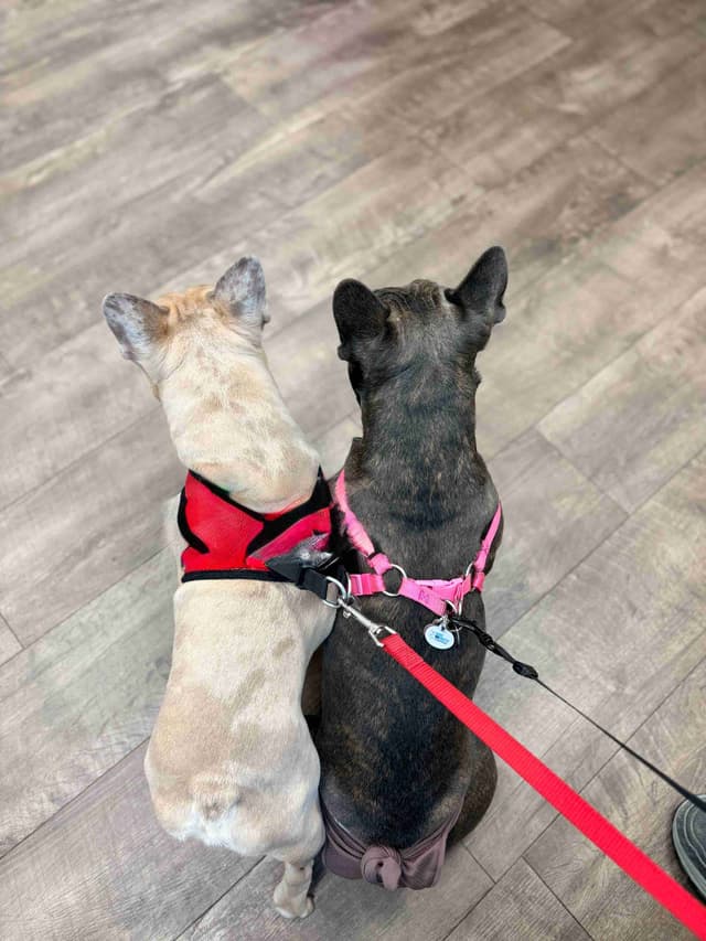 French Bulldog Puppies media 3