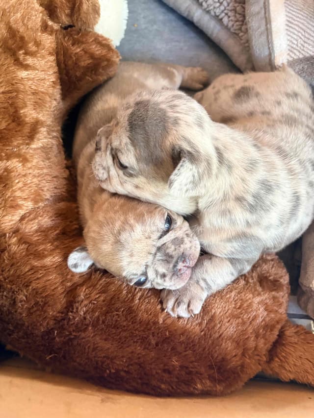 French Bulldog Puppies media 4