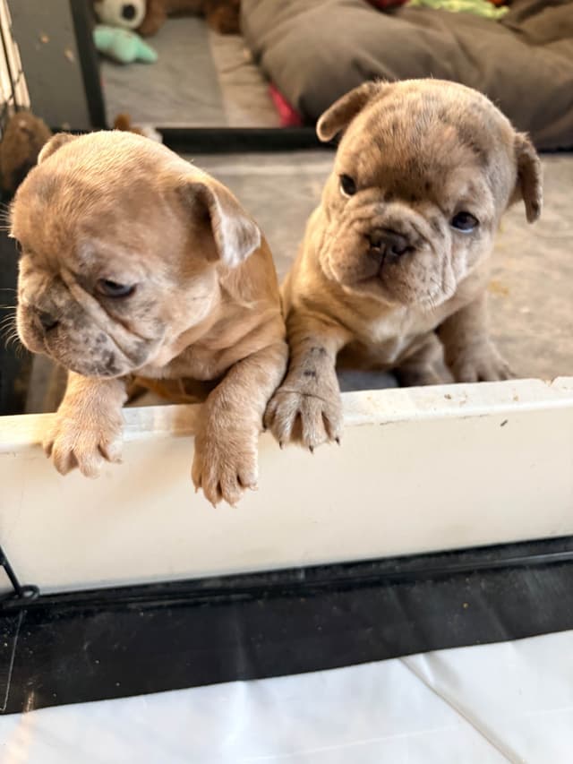 French Bulldog Puppies media 5