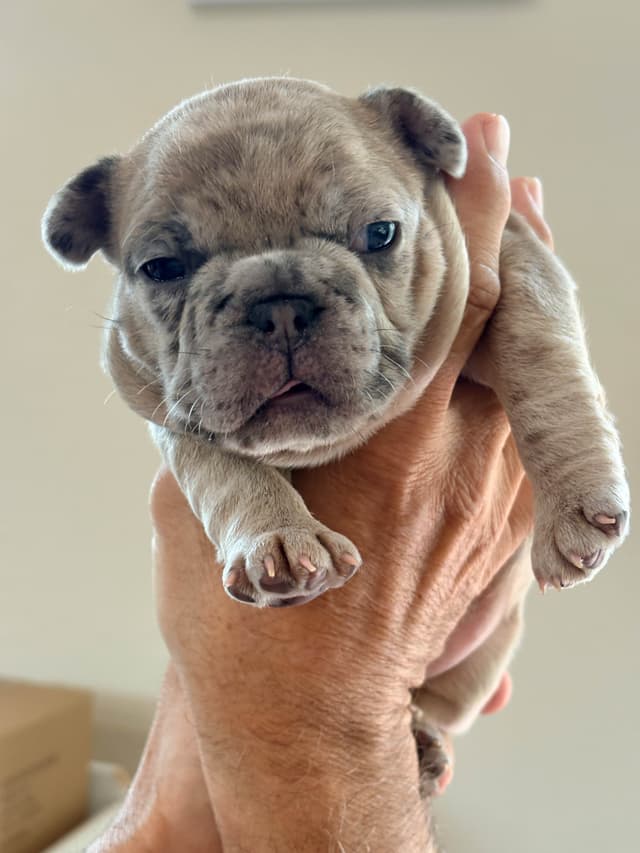 French Bulldog Puppies media 6