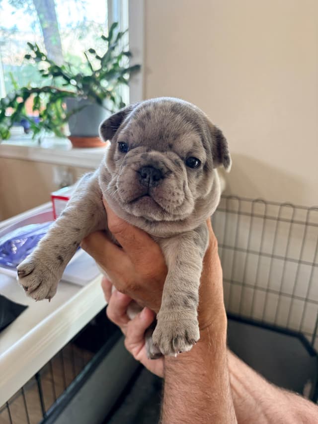 French Bulldog Puppies media 7