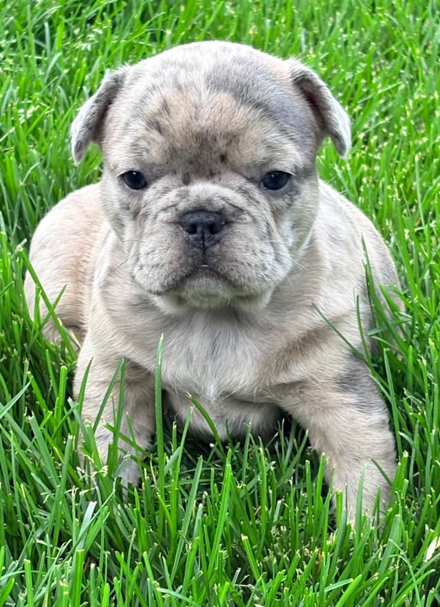 French Bulldog Puppies media 8