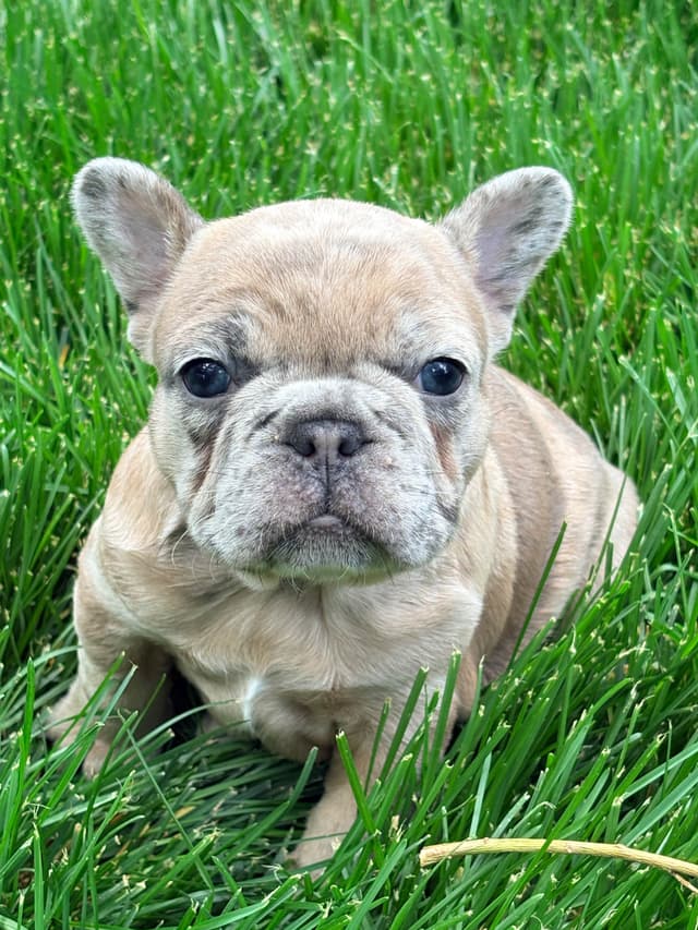 French Bulldog Puppies media 9