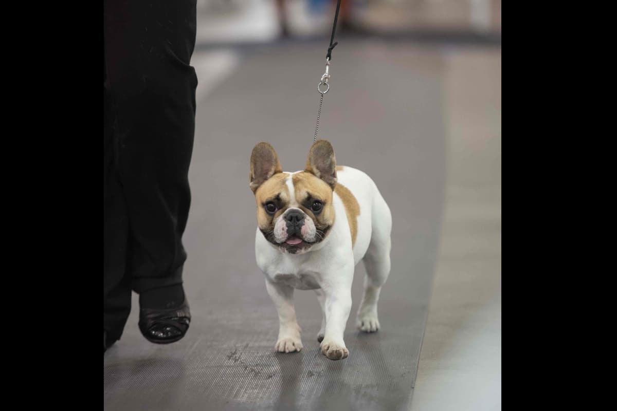 Stunning Pied French Bulldog Puppies breeder image 5