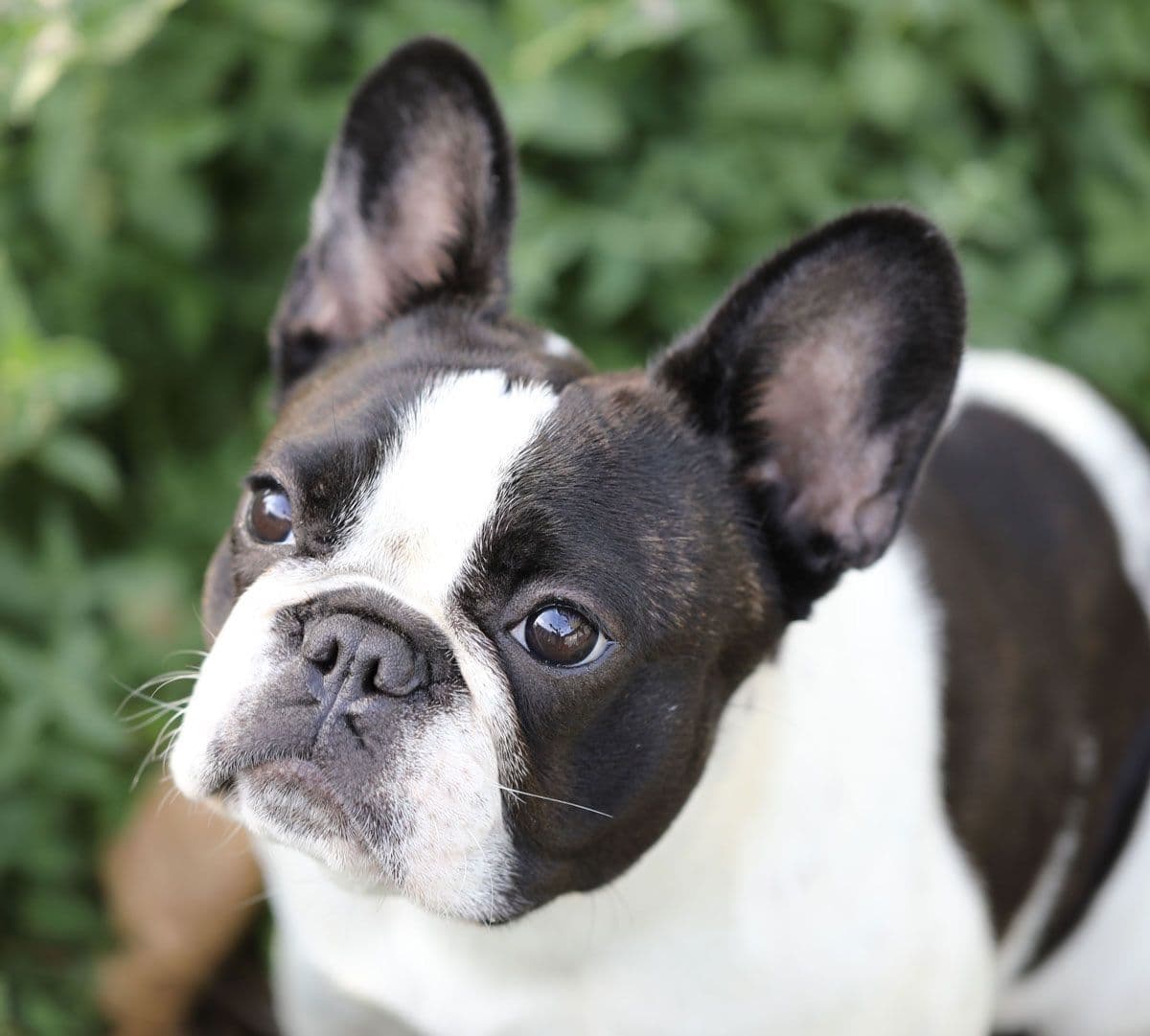 Stunning Pied French Bulldog Puppies breeder image 7