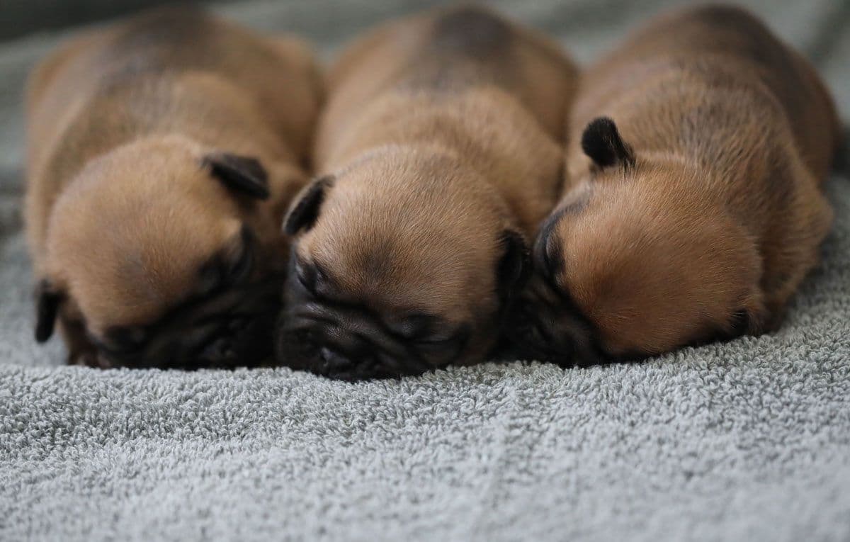 Stunning Pied French Bulldog Puppies breeder image 1
