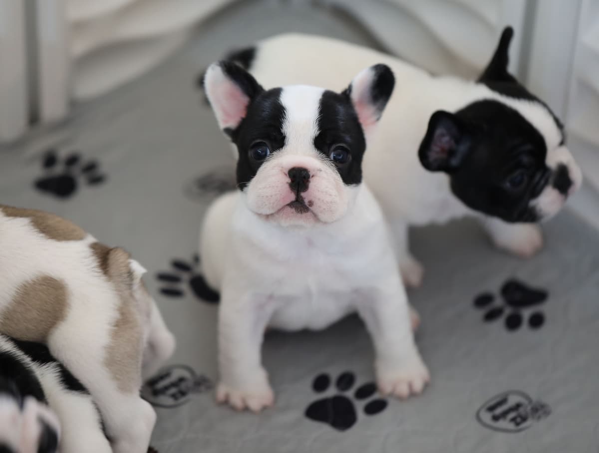 Stunning Pied French Bulldog Puppies breeder image 3