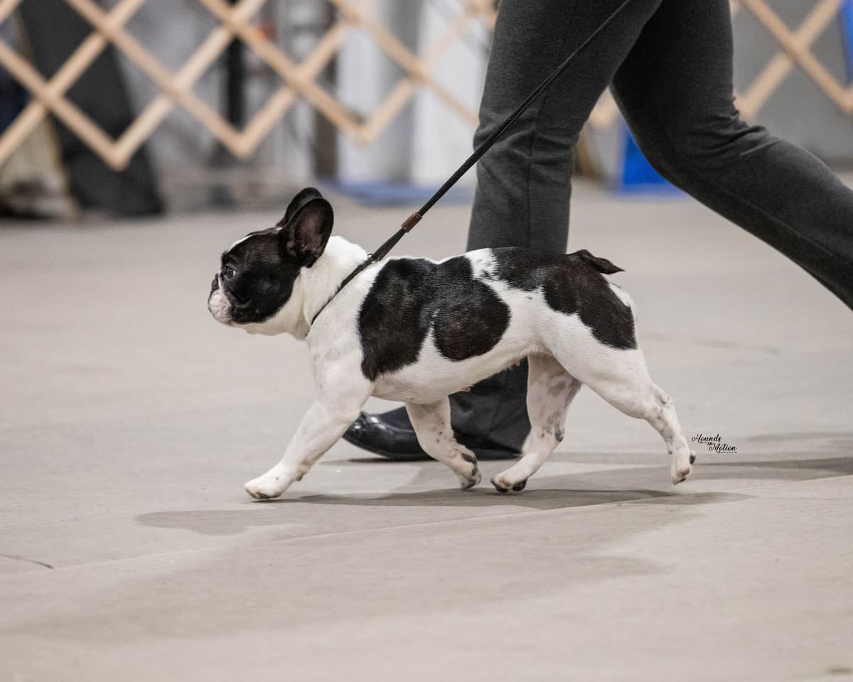 Stunning Pied French Bulldog Puppies breeder image 11