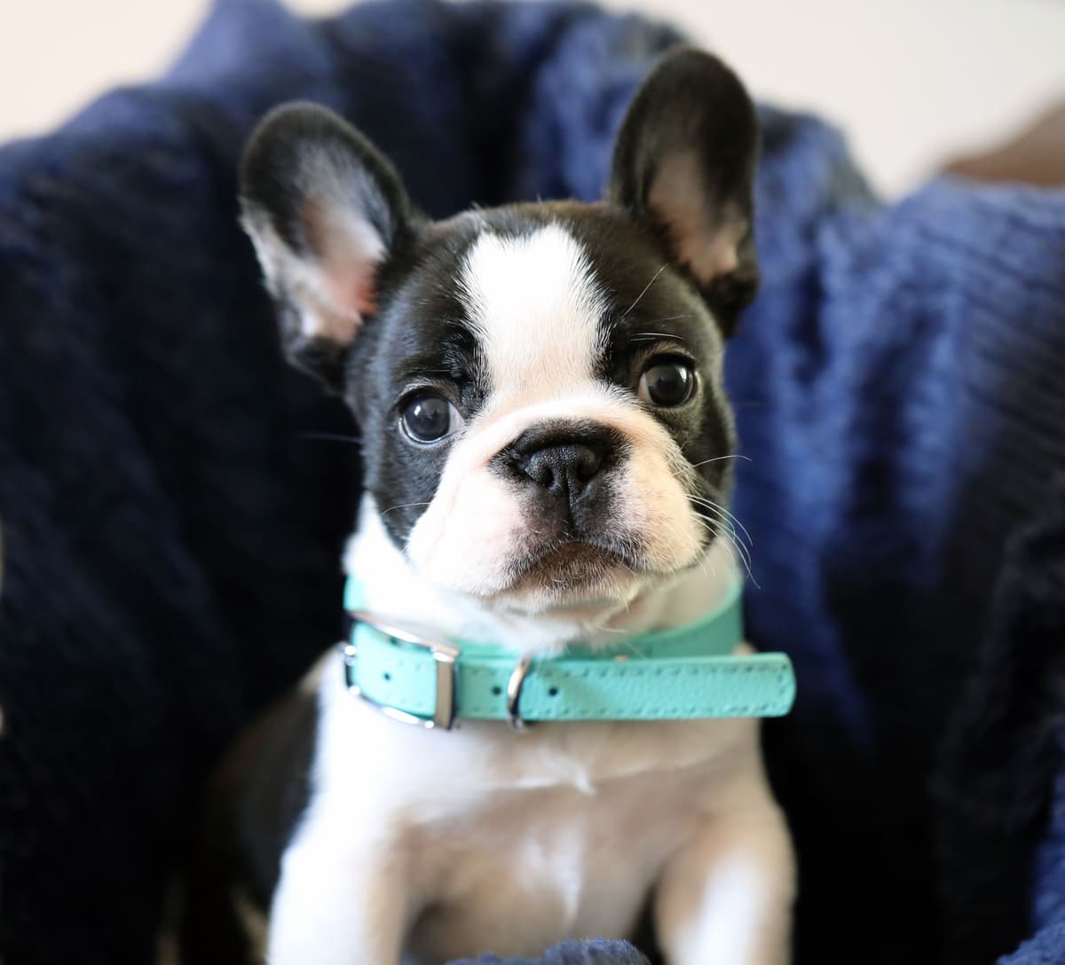 Stunning Pied French Bulldog Puppies breeder image 12