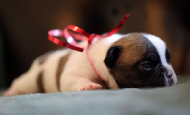 Stunning Pied French Bulldog Puppies media 2