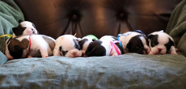 Stunning Pied French Bulldog Puppies media 3