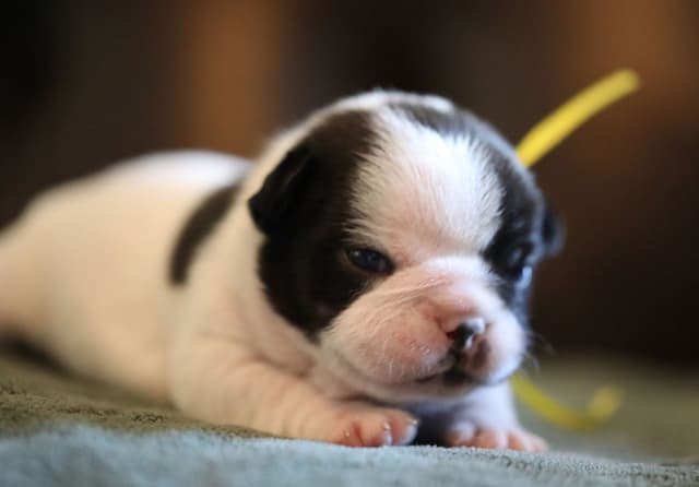 Stunning Pied French Bulldog Puppies media 5