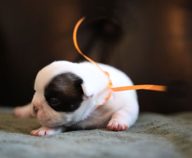 Stunning Pied French Bulldog Puppies media 6