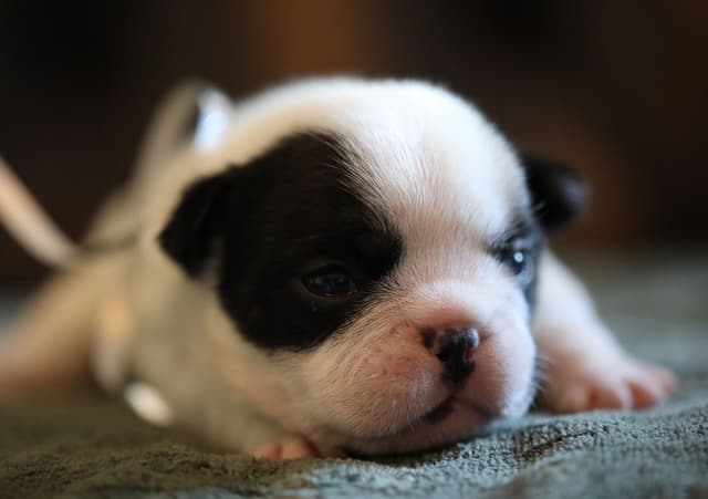 Stunning Pied French Bulldog Puppies media 8