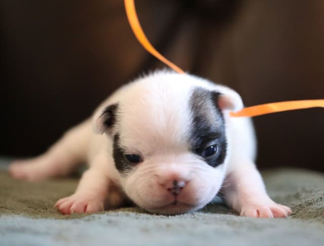 Stunning Pied French Bulldog Puppies media 9