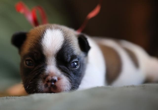 Stunning Pied French Bulldog Puppies media 10