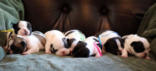 Stunning Pied French Bulldog Puppies media 11