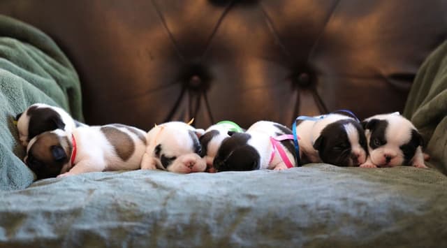 Stunning Pied French Bulldog Puppies media 13