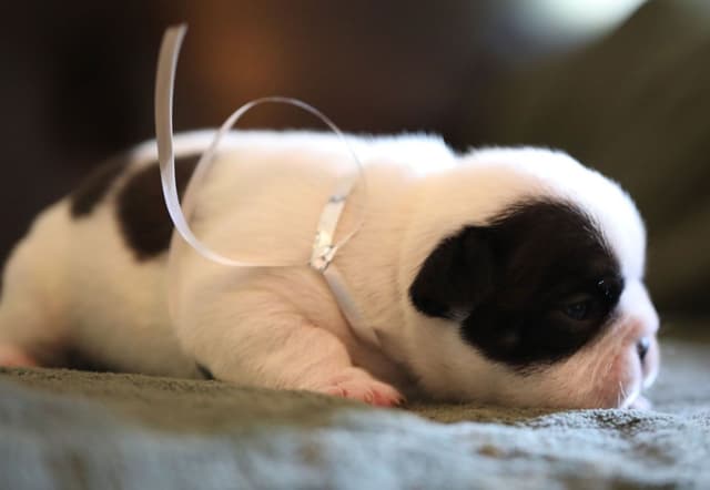 Stunning Pied French Bulldog Puppies media 14