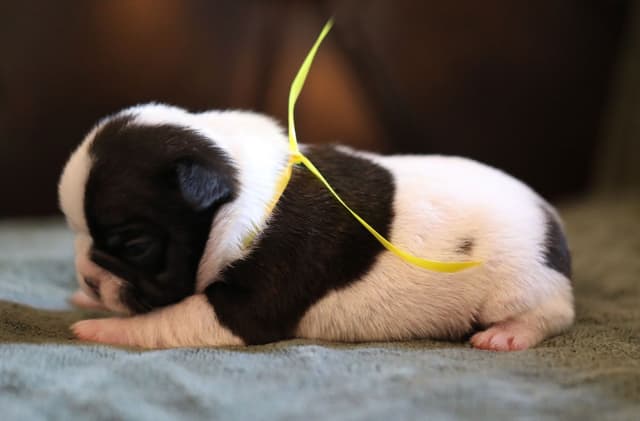 Stunning Pied French Bulldog Puppies media 15