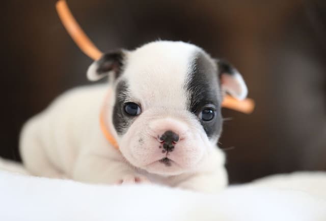 Stunning Pied French Bulldog Puppies media 16