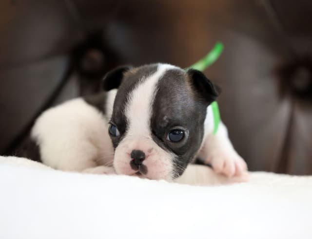 Stunning Pied French Bulldog Puppies media 17