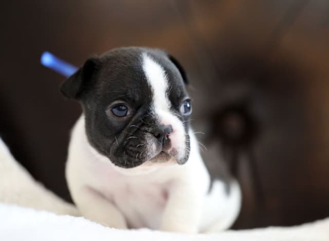 Stunning Pied French Bulldog Puppies media 18