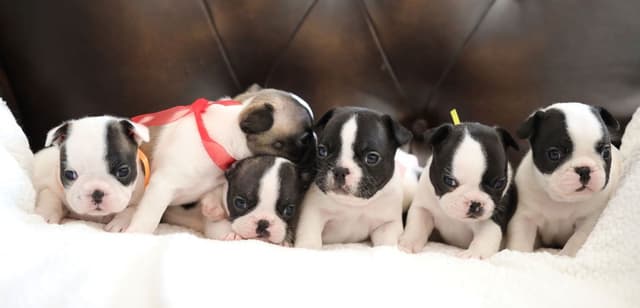 Stunning Pied French Bulldog Puppies media 19