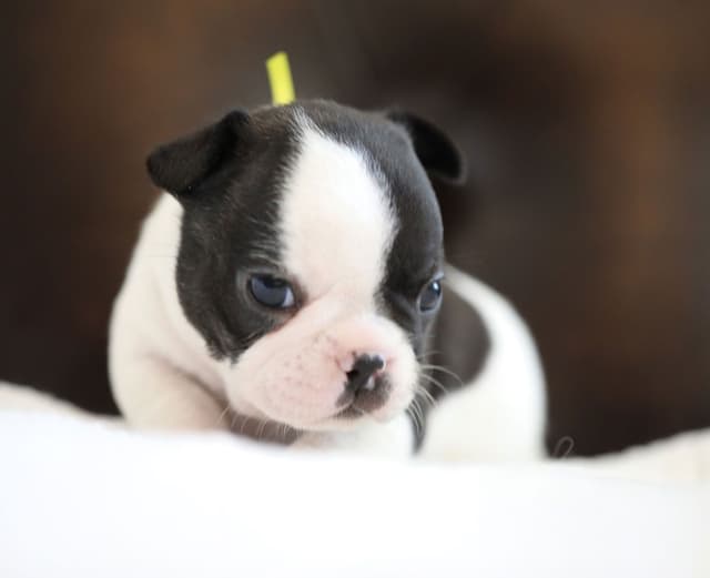 Stunning Pied French Bulldog Puppies media 20