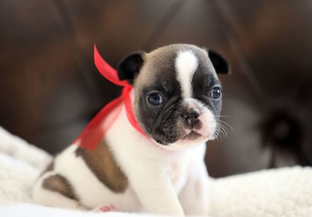 Stunning Pied French Bulldog Puppies media 21
