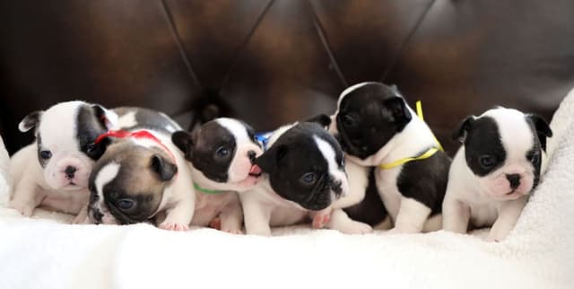Stunning Pied French Bulldog Puppies media 22