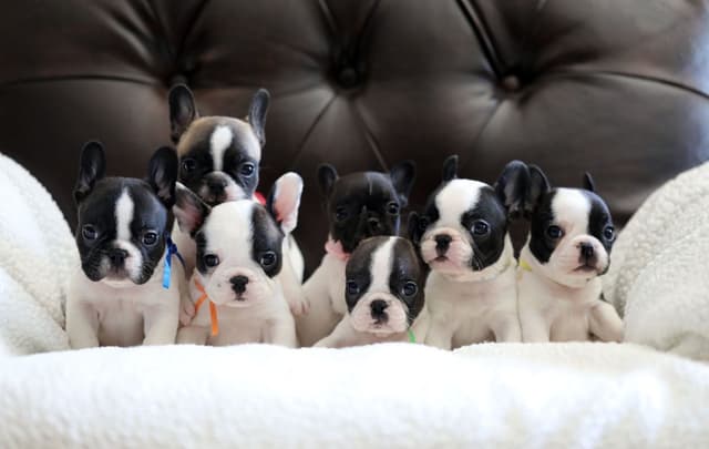 Stunning Pied French Bulldog Puppies media 23