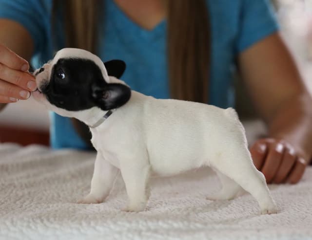 Stunning Pied French Bulldog Puppies media 24