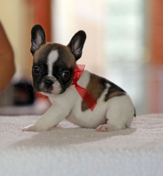 Stunning Pied French Bulldog Puppies media 26