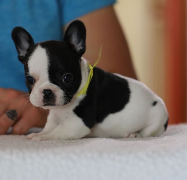 Stunning Pied French Bulldog Puppies media 27