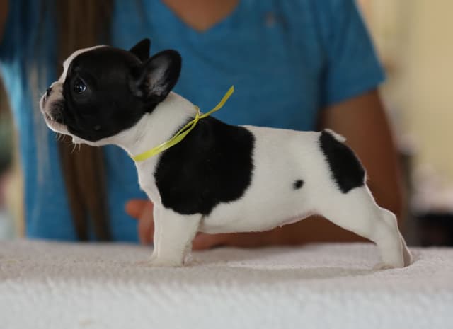 Stunning Pied French Bulldog Puppies media 28