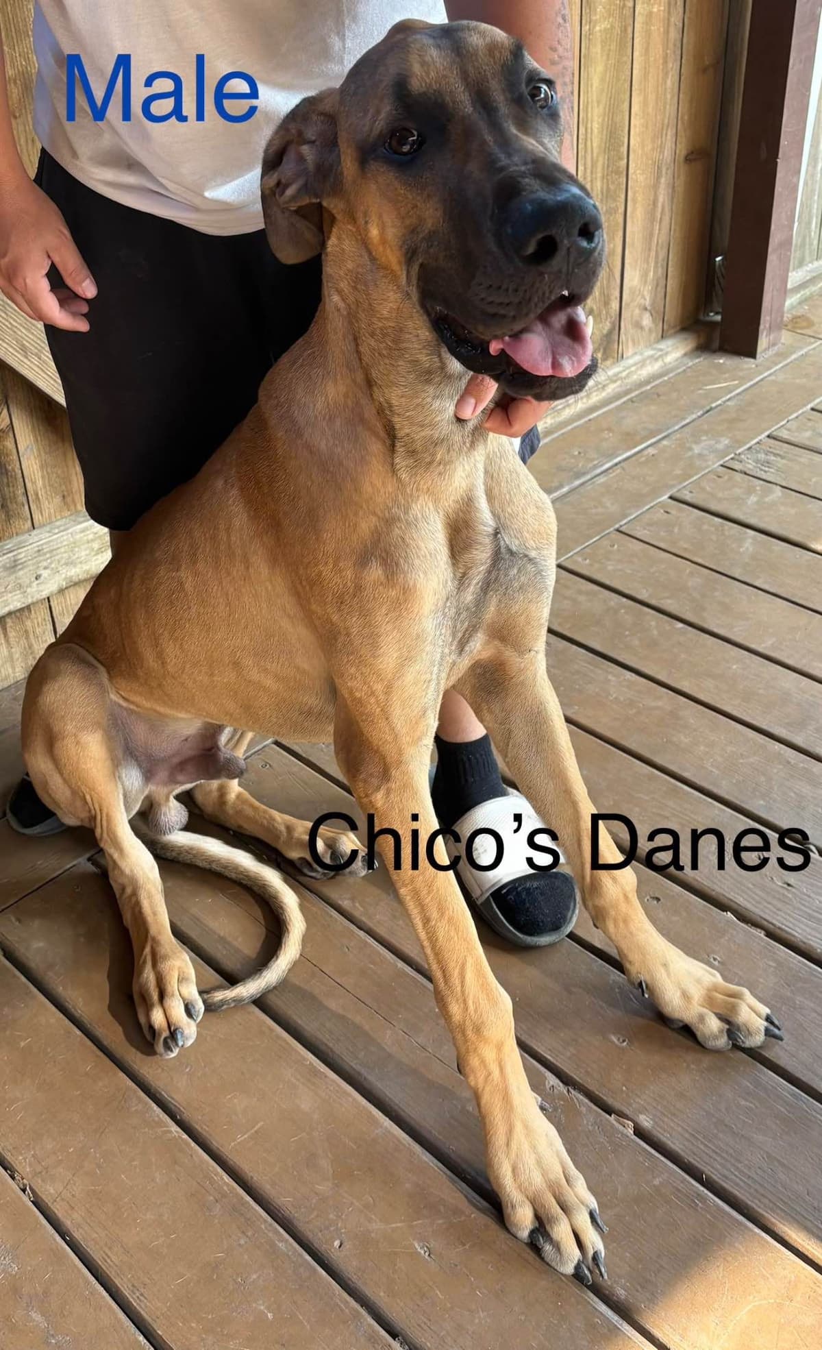Great Dane Puppies breeder image 1