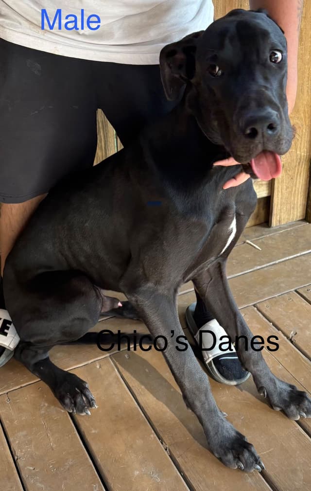 Great Dane Puppies media 2